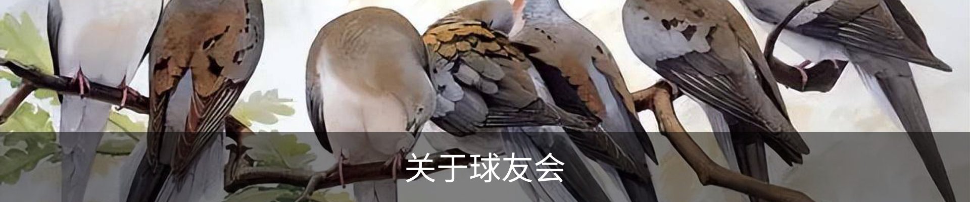 关于球友会